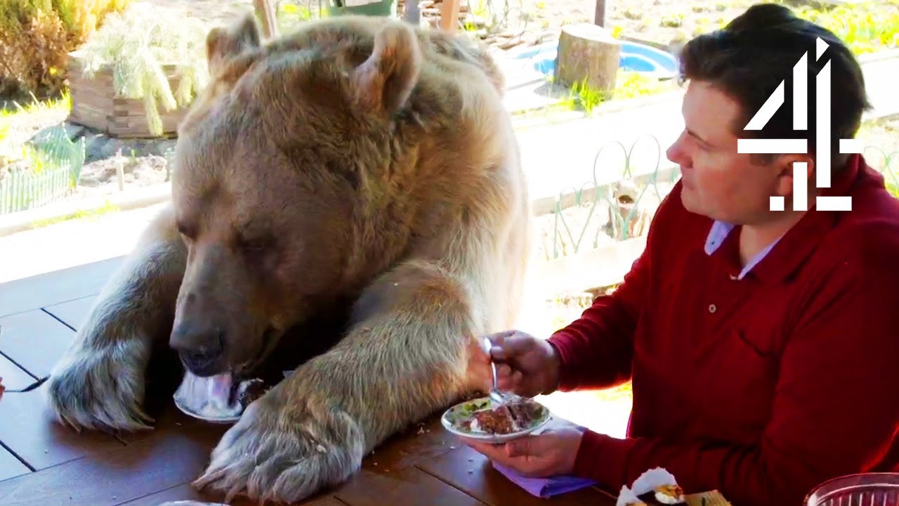 Breakfast With Your Pet Bear | Bear About The House: Me \u0026 My Supersized Pet